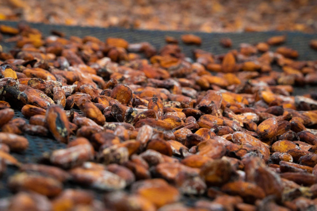 Fermentasi Kakao: Kunci Cokelat Enak, Aroma Wangi, Sehat