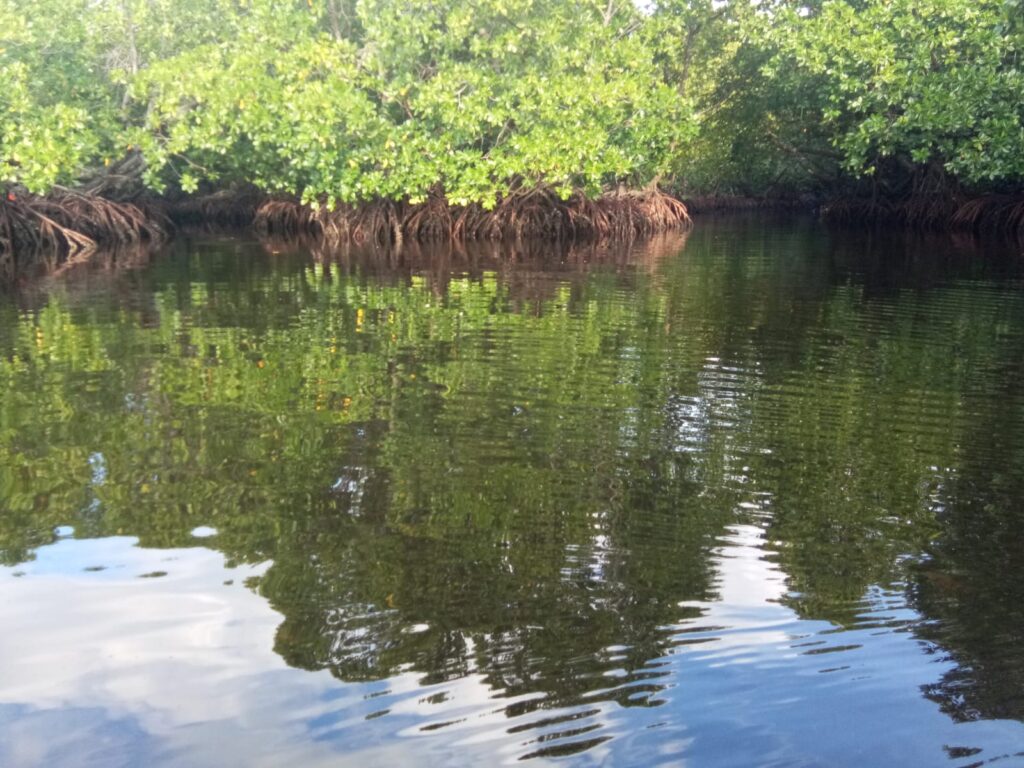 Eksotisnya Taman Mangrove Pertama di Papua